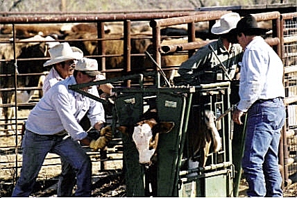 ranchers handling calf